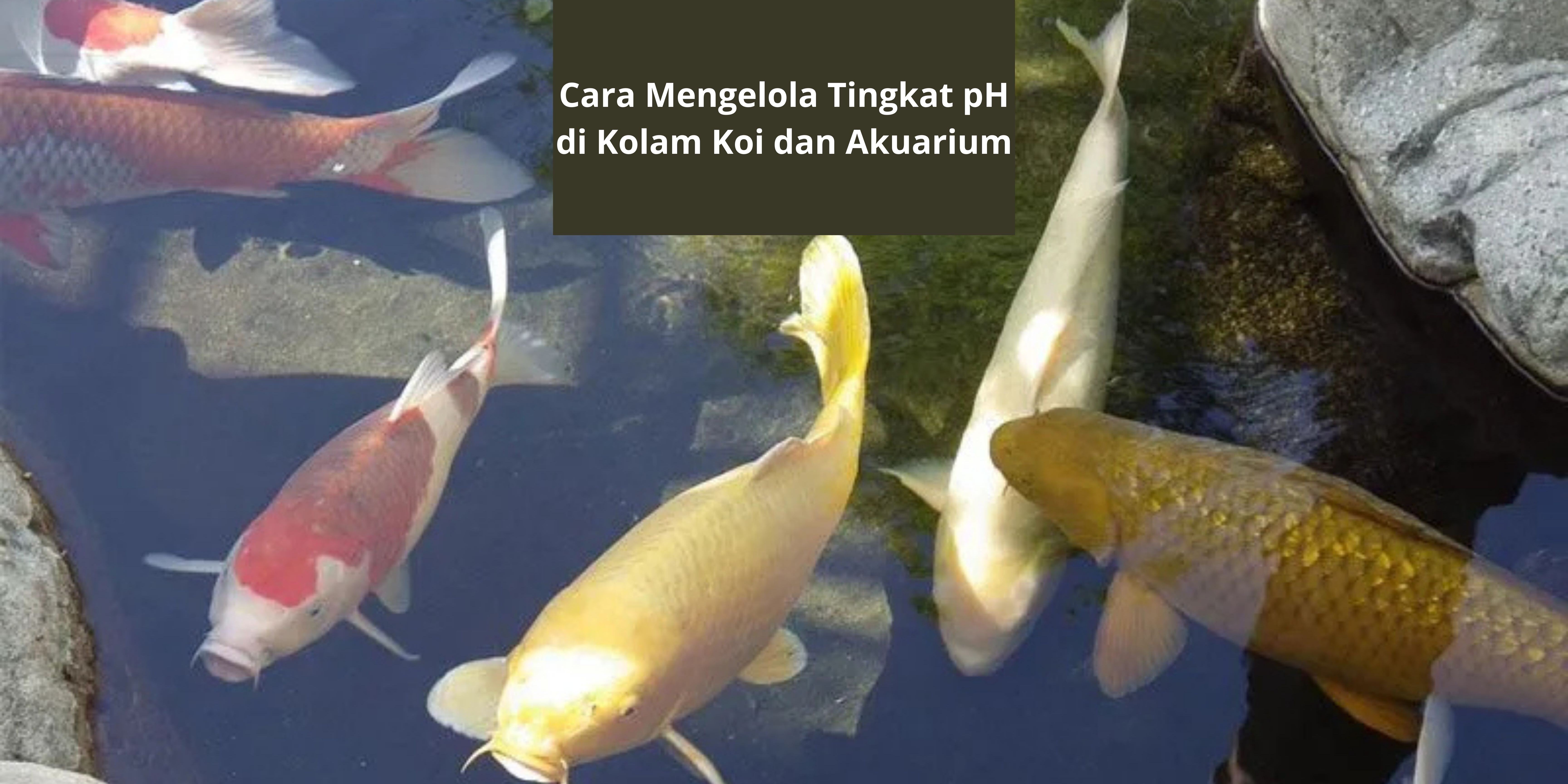 Foto cara mengatur pH air kolam koi terkait featured